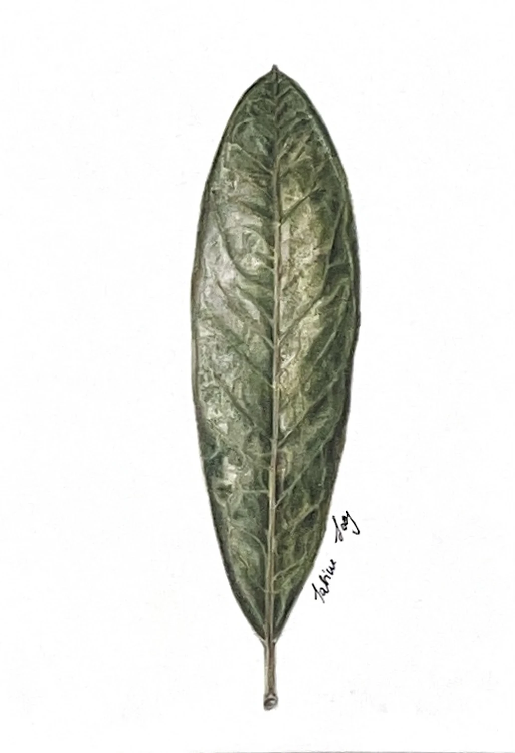 Rhododendronspec. Blatt (Ericaceae) von Sabine Loos