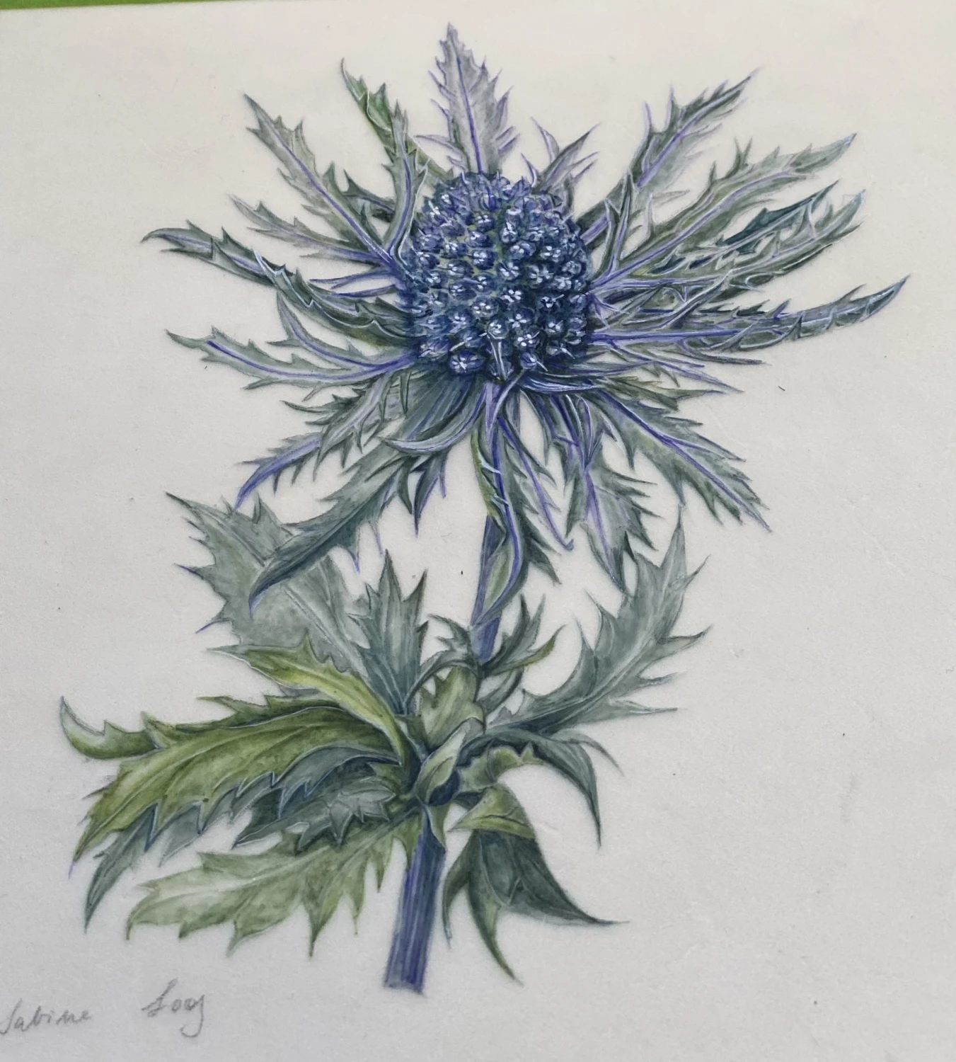 Eryngiumalpinum (Apiaceae) von Sabine Loos
