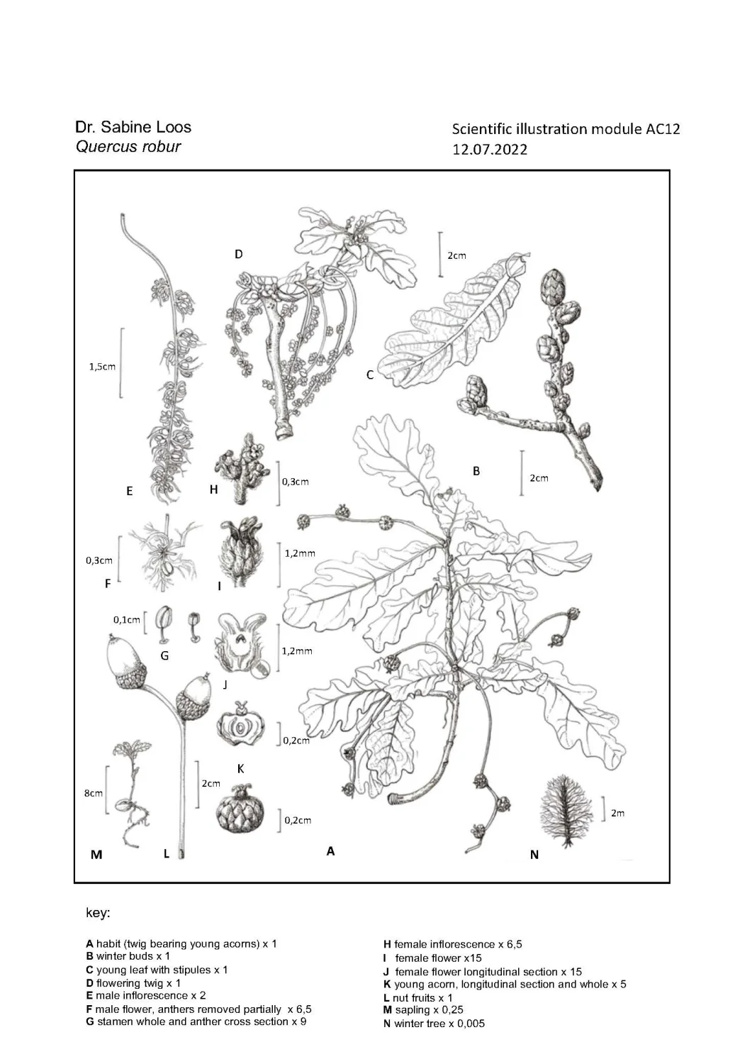botanische Illustrationen von Sabine Loos